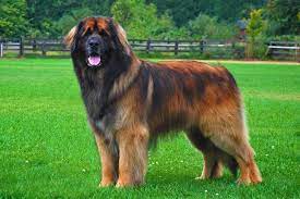 We can offer you support and sometimes help you temporarily until your circumstances change, we are completely non. Leonberger Review Negative Neutral And Positive Reviews
