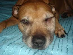My Dog S Face Is Swollen On One Side From What Was Accidental Blunt Trauma Doityourself Com Community Forums