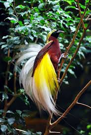 Gambar burung yang paling cantik di dunia. 10 Jenis Burung Tercantik Di Dunia Wongunik Com
