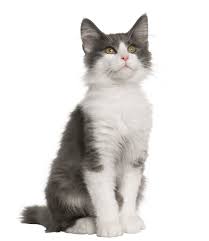 Adorable Animals My Garden Cute Animals Animals Grey And White Cat