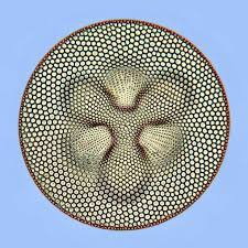 30 images of life under a microscope things under a microscope microscopic photography microscopic