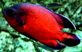Ikan oscar ini juga masuk dalam keluarga cichlid, ikan ini juga termasuk dalam jenis ikan yang. Ciri Ciri Ikan Oscar Paris Yang Bagus My Blog