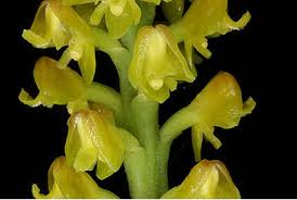 Image result for Polystachya golungensis