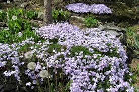 Wald Phlox Ideal Fur Den Schatten Schattenpflanzen Schattenbeet Schattengarten