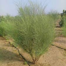 وتسخدم المورينجا كغذاء مكمل لأمراض سوء التغذية. Ø¨Ø°ÙˆØ± Ø§Ù„ÙŠØ³Ø± Ø£Ùˆ Ø§Ù„Ø¨Ø§Ù† Ø§Ù„Ø¹Ø±Ø¨ÙŠ Ø£Ùˆ Ø§Ù„Ù…ÙˆØ±ÙŠÙ†Ø¬Ø§ Ø§Ù„Ø¹Ø±Ø¨ÙŠ Moringa Peregrina Ù…ØªØ¬Ø± Ø¬Ù†Ø§Ù† Ø§Ù„Ø²Ø±Ø§Ø¹ÙŠ