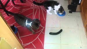 We did not find results for: Cats And Courgettes Youtube