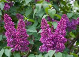Check spelling or type a new query. A Brilliant List Of The Different Types Of Lilac Bushes With Pictures Gardenerdy