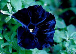 Black Velvet Petunia Flower Unusual Garden By Eclecticforest Petunia Flower Petunias Dark Blue Flowers
