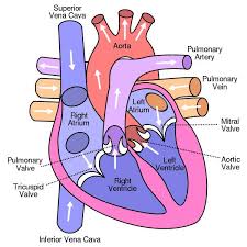 This Is An Excellent Human Heart Diagram Which Uses Different Colors To Show Different Parts And Human Anatomy And Physiology Heart Diagram Human Heart Diagram