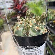 Remembering account, browser, and regional preferences. Gymnocalycium Baldianum Dwarf Chin Cactus Care And Propagation Succulent Plant Care