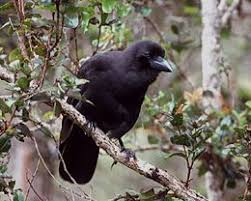 Bird That Sounds Like A Baby Crying Alala Pacific Islands Fish And Wildlife Office San Diego Zoo Wild Birds Crow