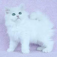 musait british longhair disi sut beyaz safkan ingiliz kedisi yesil gozler ile turkiyede tek dunyada nadir bu pelus prenses ile kedi