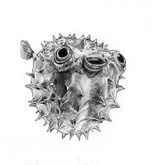 Pin By Annie Hagar On My Drawings Puffer Fish Art Fish Art Stippling Art