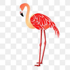 Pin On Flamingo