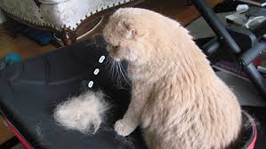 Dengan meberi mandi secara teratur bulu kucing akan lebih halus, dan dapat menghindari kutu. Masalah Bulu Kucing Gugur Pencintakucing Outlet