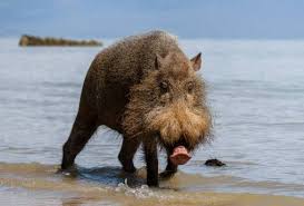 Mereka telah menjadi spesies invasif di bagian dari kisaran yang diperkenalkan. Lebih 100 Babi Berjanggut Borneo Ditemui Mati Disyaki Akibat Asf Di Sabah Astro Awani