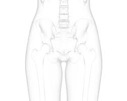 I have broken down the different body parts into sections, and given example sentences showing how to use them in conversation. Body Parts Pelvis Hip Thigh Upswing Health
