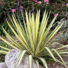 Color Guard Yucca Yucca Plant Yucca Filamentosa Plants