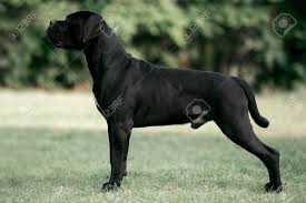 Cane corso pup, or italian mastiff, is a breed of companion and guardian dog. Black And White Cane Corso Italian Mastiff Stand Bright Green Stock Photo Picture And Royalty Free Image Image 113594750