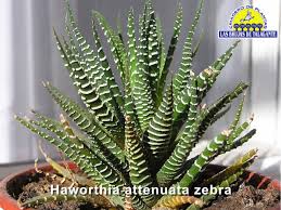 Image result for Habenaria attenuata