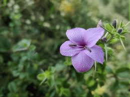 Image result for Barleria rotundifolia