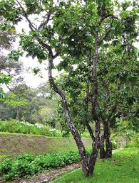 Image result for Diospyros mweroensis