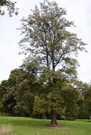 Image result for Grevillea robusta