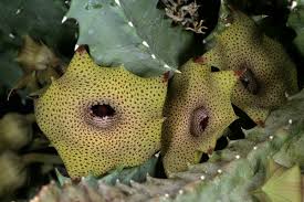 Image result for Huernia thuretii