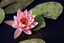 It spans from 90° to 120° celestial longitude. Flowers Associated With Your Zodiac Sign And Their Meanings Astrology Bay