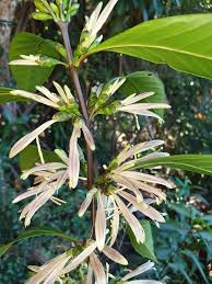 Image result for Anisotes formosissimus