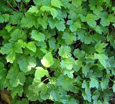 Viburnum dwarf european cranberry bush. Viburnum Opulus Nanum Viburnum Opulus Nanum Dwarf European Cranberry Bush Nanum Dwarf Cranberry Bush Plant Lust