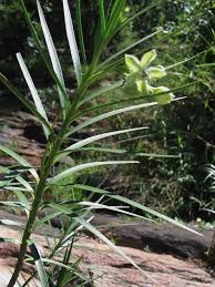 Image result for Kanahia laniflora