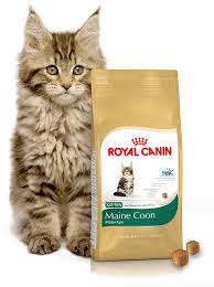 Unbeatable prices · 35% off first autoship · easy online ordering Karma Royal Canin Maine Coon Kitten 400g Ceny I Opinie Ceneo Pl