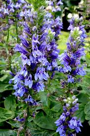 Image result for Lobelia minutula