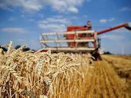 EU wheat pauses with weather in focus