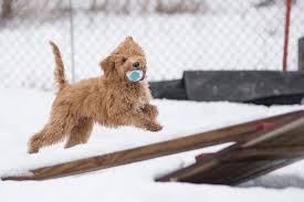 نتیجه جستجوی لغت [enthusiast] در گوگل