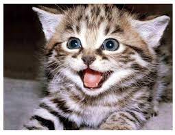 250 disi ve erkek kedi isimleri teknozum funny cat wallpaper cat memes kittens cutest