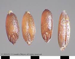 Image result for Agrostis continuata