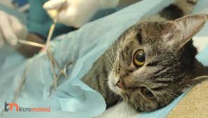 Kisirlastirilmis Kedilere Ozel Uretilen En Iyi 5 Kedi Mamasi Evcil Hayvan Blogu