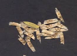 Image result for Markhamia zanzibarica