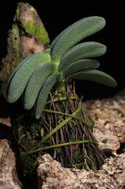 Image result for Aerangis collum-cygni