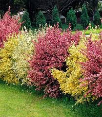 Ginster Hecke Tricolor 1a Pflanzen Kaufen Garten Hecken Garten Pflanzen Und Pflanzen