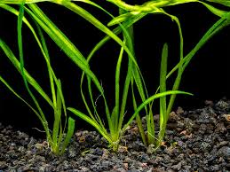 Image result for Vallisneria spiralis