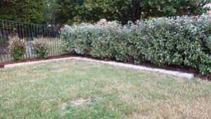 Learn how to design your landscape with maintenance in mind to create a beautiful north texas yard that requires less. Best Privacy Shrubs For North Texas Bushes For Privacy Screening