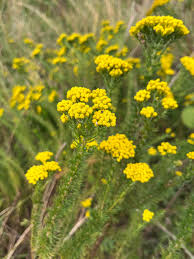 Image result for Phymaspermum