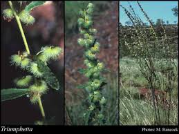 Image result for Triumfetta pilosa