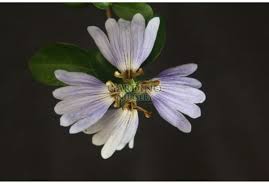 Image result for Sclerochiton harveyanus