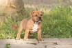 PuppyFind | Staffordshire Bull Terrier Puppies for Sale