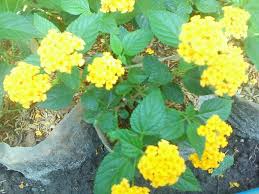 Check spelling or type a new query. Liar Cantik Lantana Kuning Cauchy Murtopo