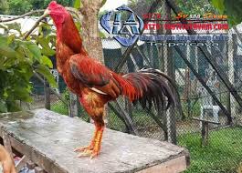 Pukulan Ayam Bangkok Yang Sangat Mematikan Sabung Ayam Online Di Sini Terdapat Beberapa Teknik Bagi Pecinta Sabung Ayam Dan Bisa Langsung Ayam Bangkok Jenis